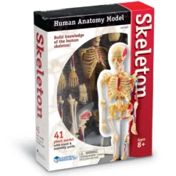 Anatomimodell - Skelett