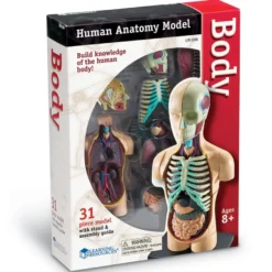 Anatomimodell - Torso