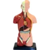 Anatomimodell - Torso, 27cm