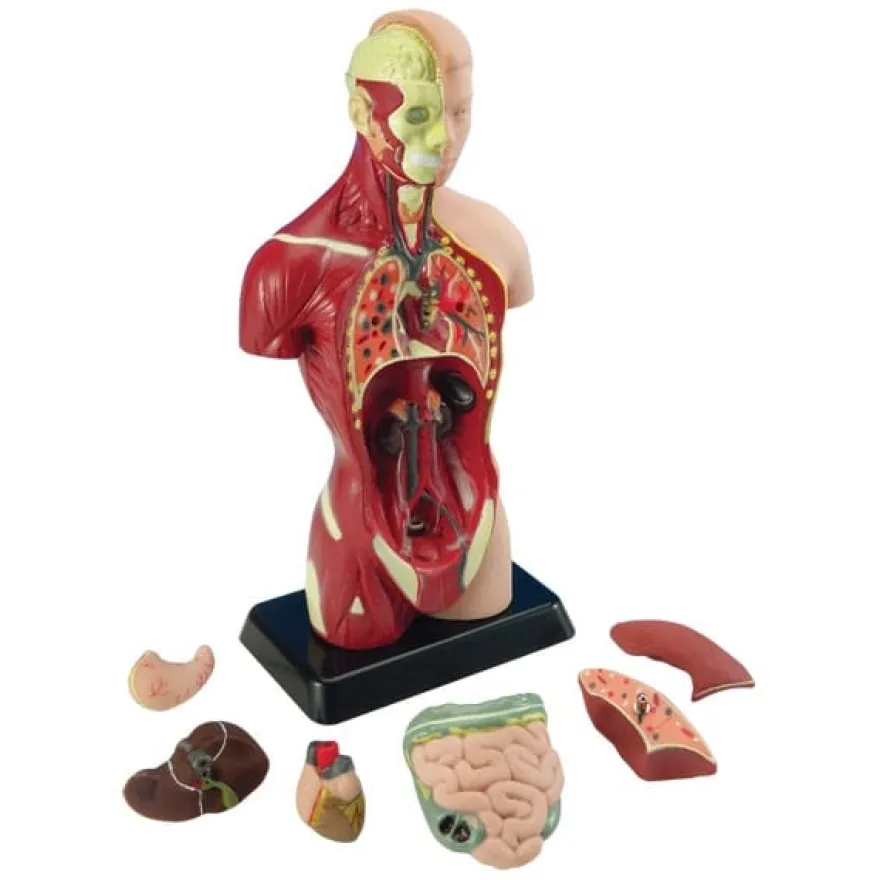 Anatomimodell - Torso, 27cm
