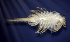 Aqua Dragons i färgskiftande akvarium