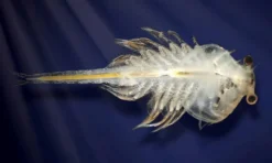 Aqua Dragons, tillbehör - Ägg och foder