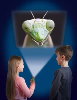 Ficklampa med dias - Insekter