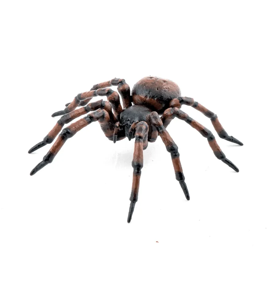 Husspindel - L: 6,3 cm