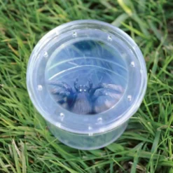 Insektsglas - Lupp i locket