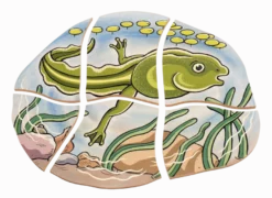 Lägg pussel- Grodans livscykel