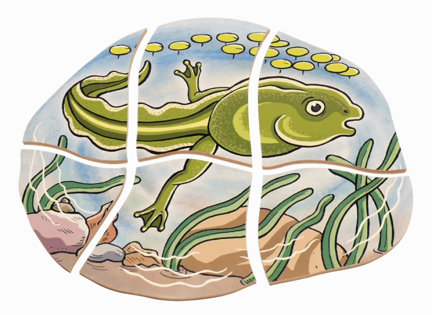 Lägg pussel- Grodans livscykel