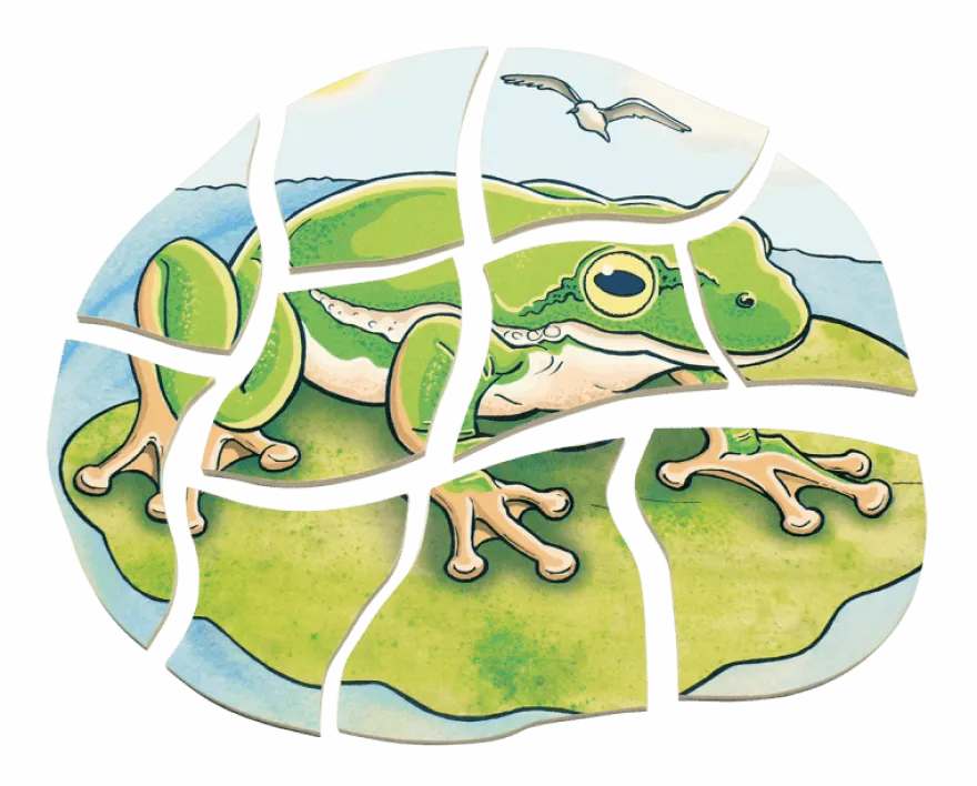 Lägg pussel- Grodans livscykel