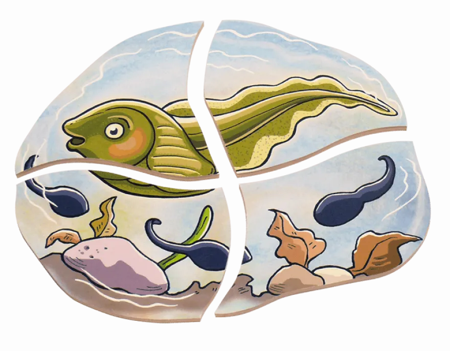 Lägg pussel- Grodans livscykel