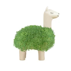 Odla chiakrasse på en lama