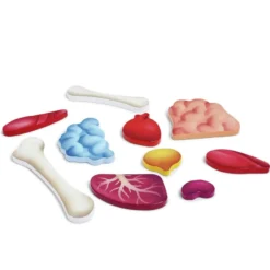 Pussel med 50 bitar - Kropp inkl. 3D-organ