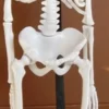 Skelett, 51 cm - med stativ