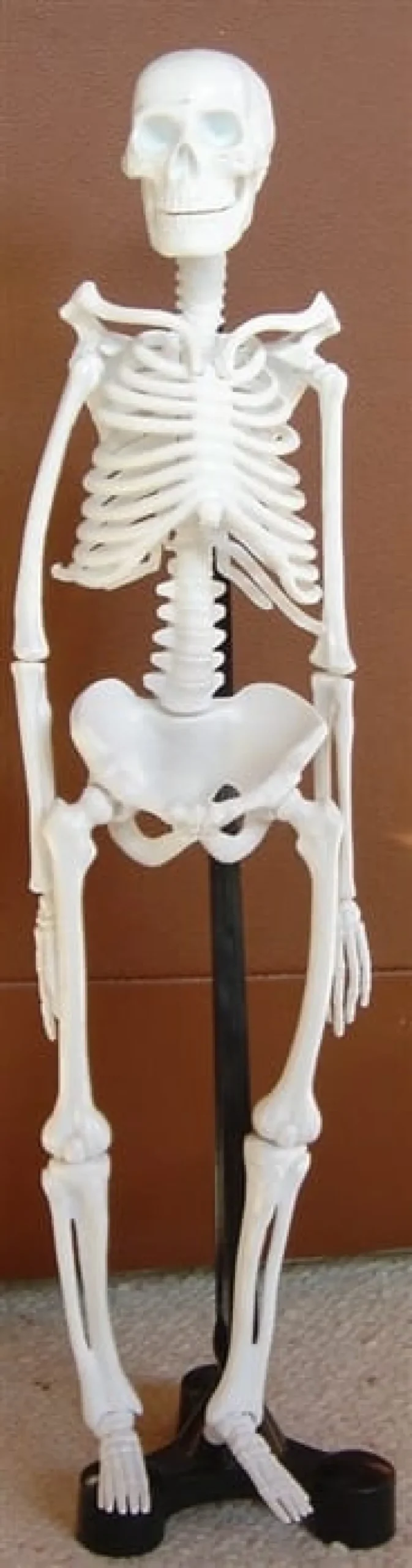 Skelett, 51 cm - med stativ