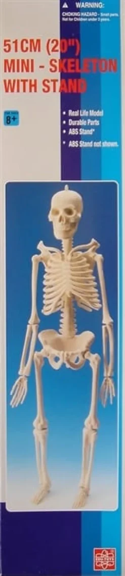 Skelett, 51 cm - med stativ