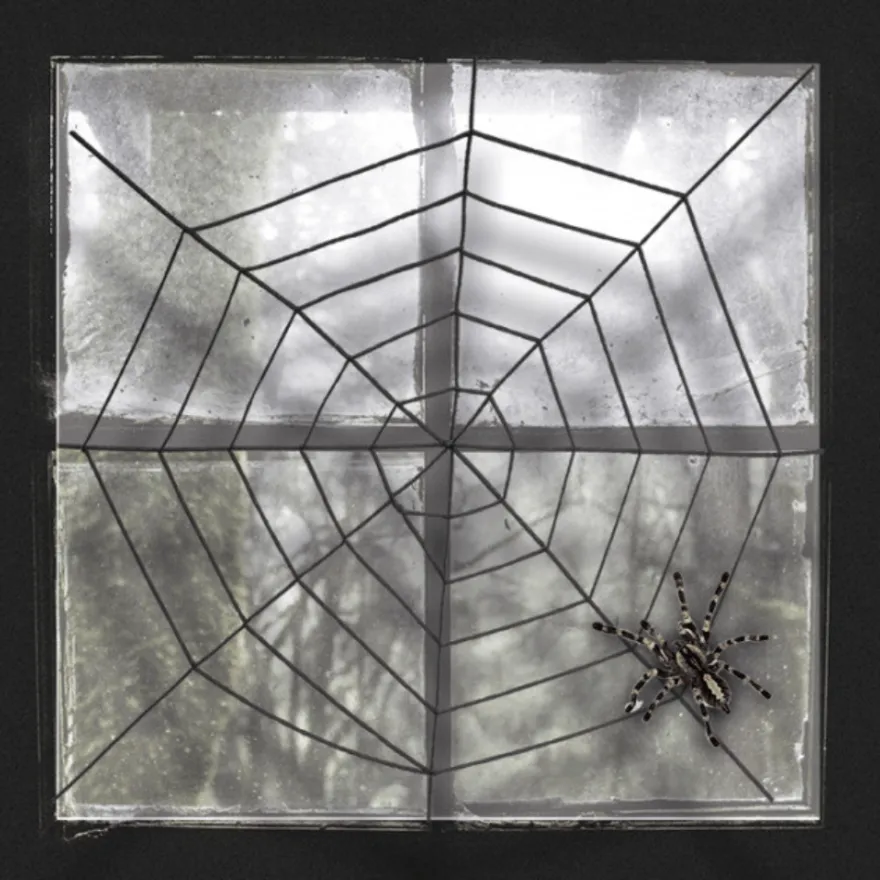 Svart spindelväv Ø150 cm