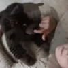 Tyngddjur - Katt 1,2 kg