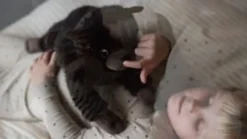 Tyngddjur - Katt 1,2 kg