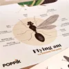 Upptäcktsaffisch med stickers – Insekter