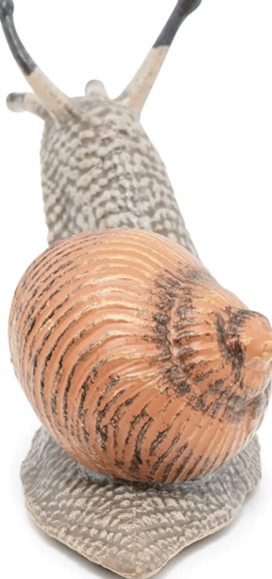 Vinbergssnäcka - L: 6 cm
